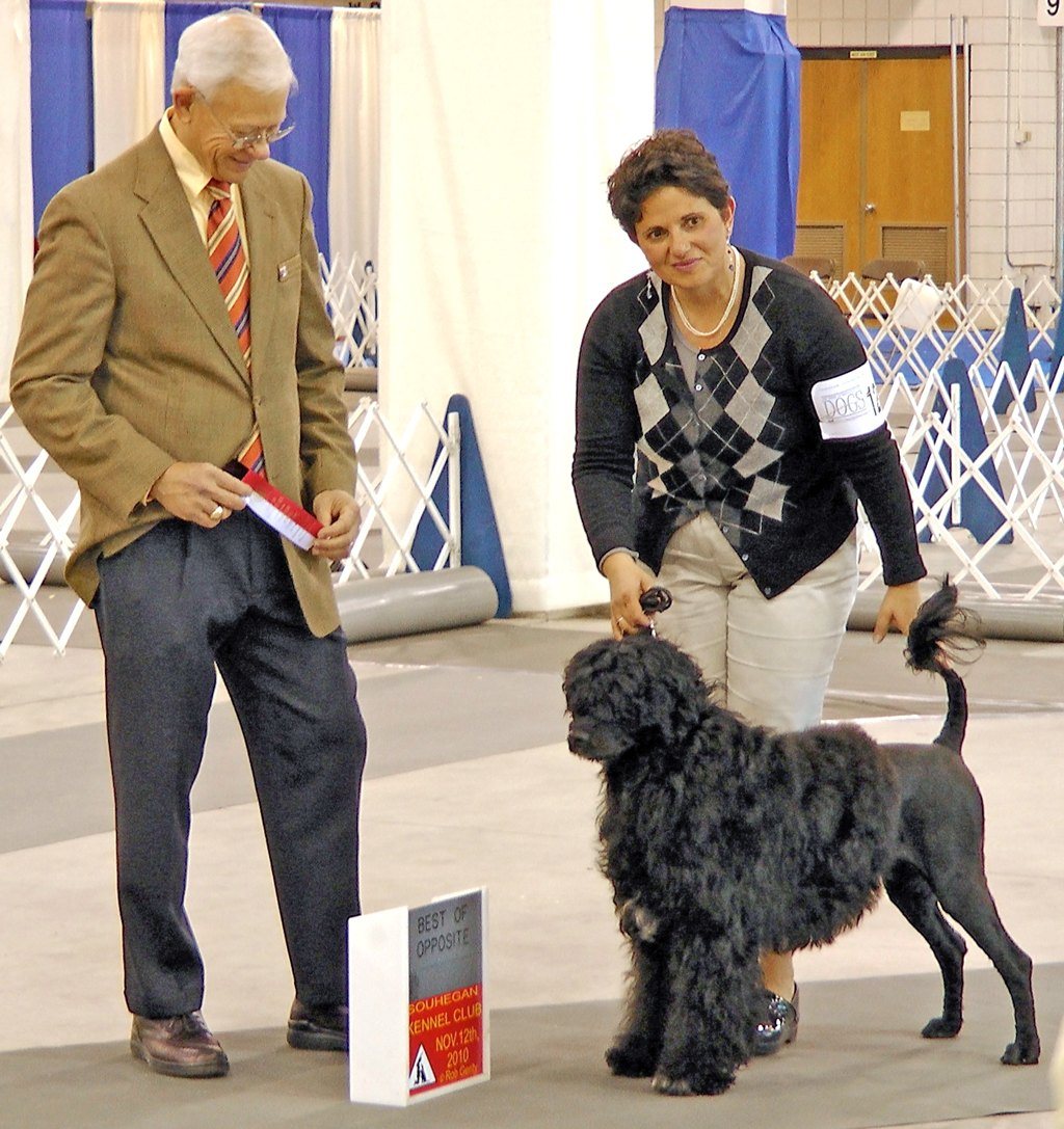 Anat Hayon showing a Portuguese Water Dog at a kennel club event