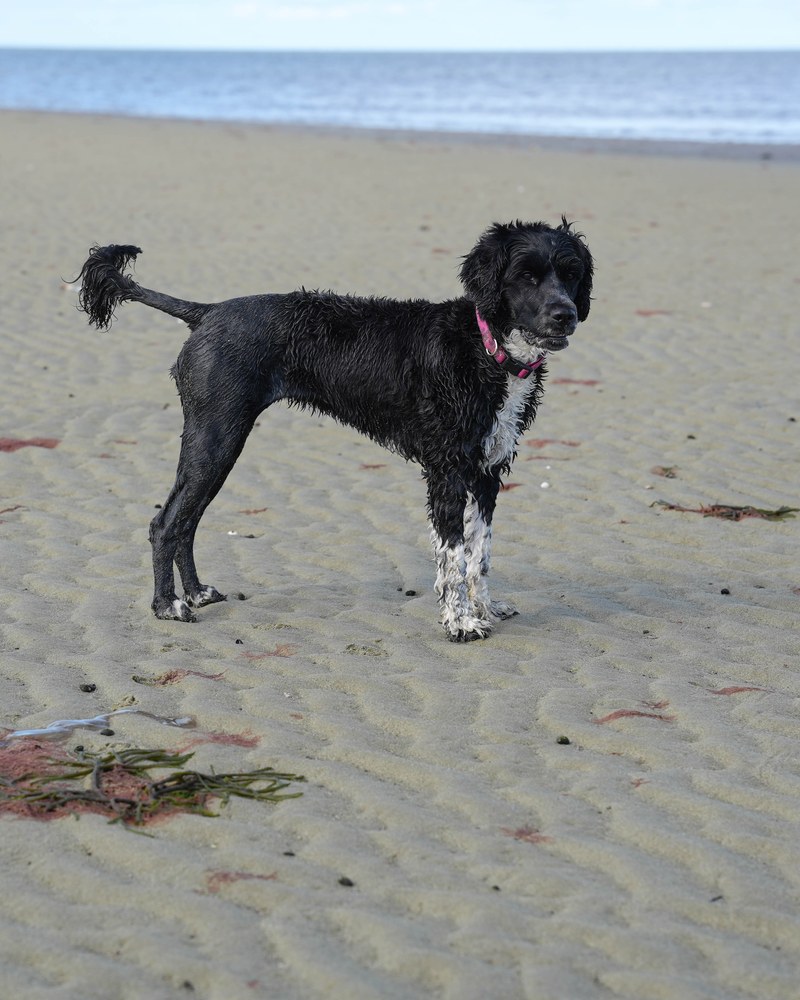 Via, a black Portuguese Water Dog with white chest and feet, standing on the beach
