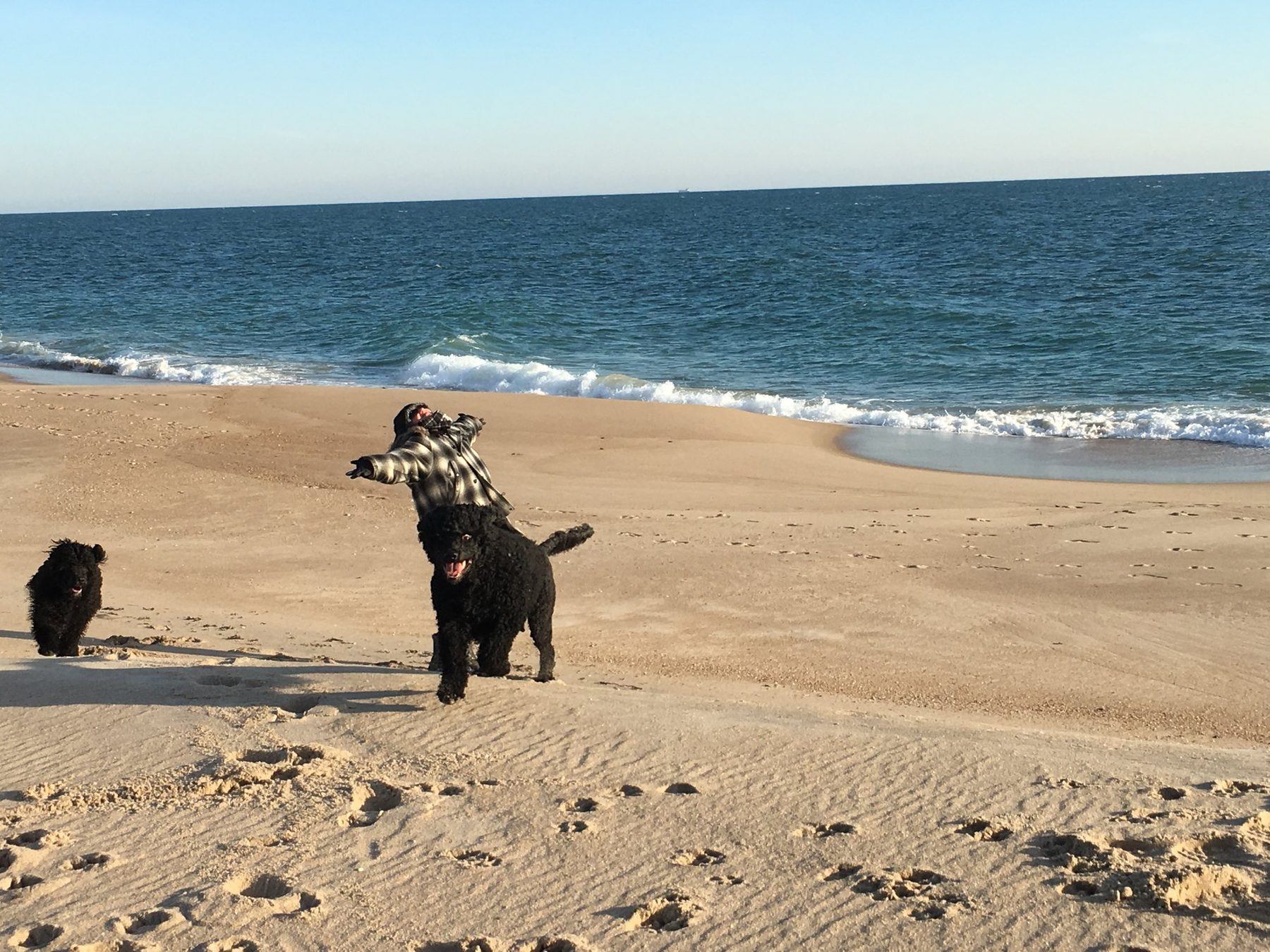 A Portuguese Water Dog running along the shoreline