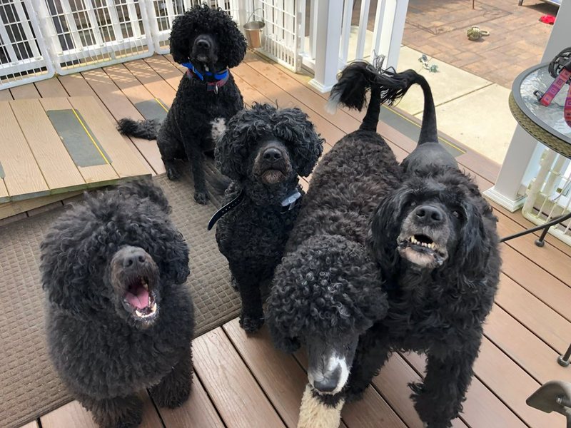 Five Portuguese Water Dogs waiting together on a deck